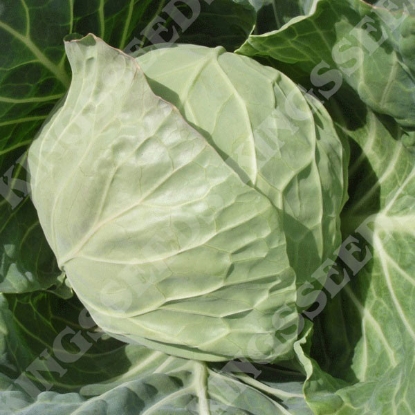 Picture of Cabbage Vivaldi F1