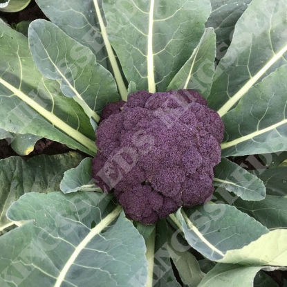 Picture of Calabrese Purple Rain F1