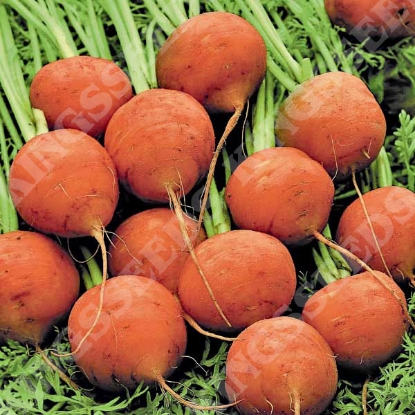 Picture of Carrot Paris Market