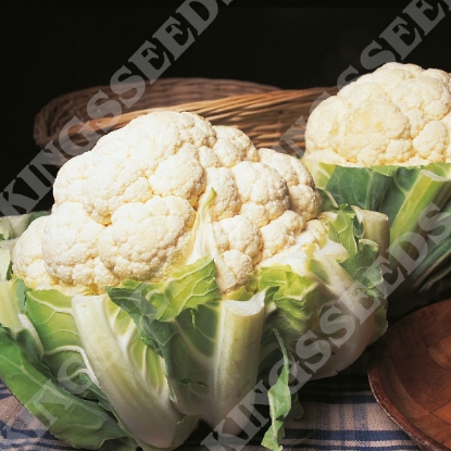 Picture of Cauliflower Autumn Giant