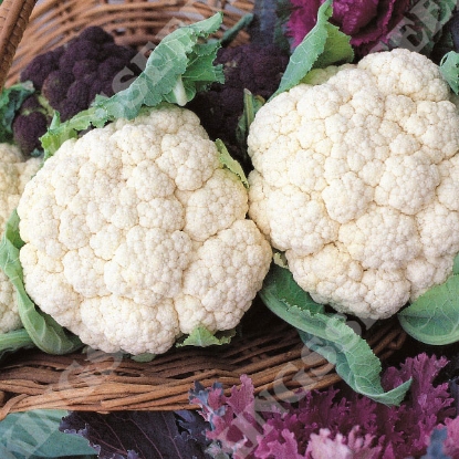 Picture of Cauliflower Snowball (Award of Garden Merit)