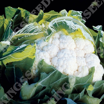 Picture of Cauliflower Aviron F1