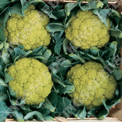 Picture of Cauliflower Green Trevi F1