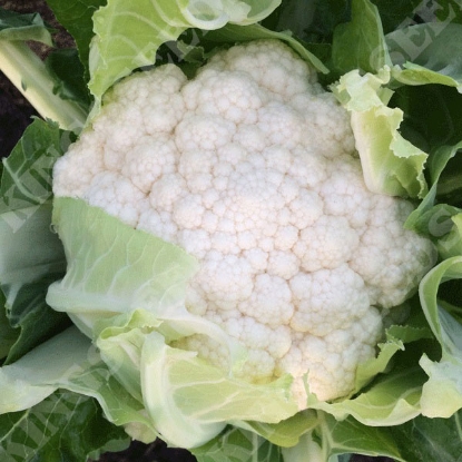 Picture of Cauliflower Zaragoza F1