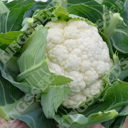 Picture of Cauliflower Skipper F1