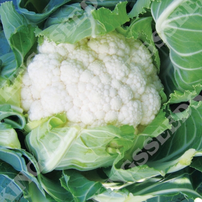 Picture of Cauliflower Tirza F1