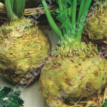 Picture of Celeriac Giant Prague