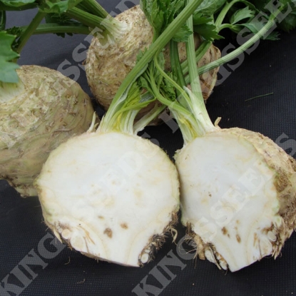 Picture of Celeriac Asterix F1