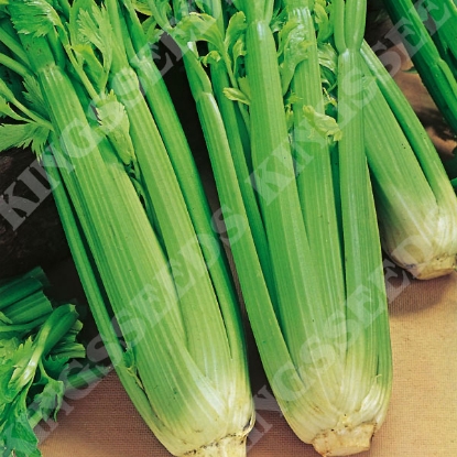 Picture of Celery Green Utah