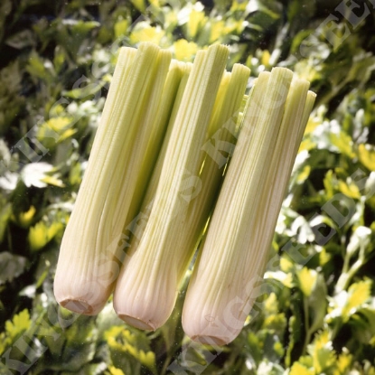 Picture of Celery Victoria F1