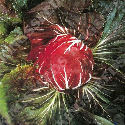 Picture of Chicory Palla Rossa