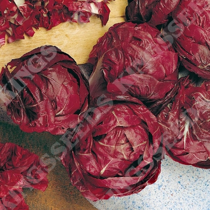 Picture of Chicory Rossa di Verona