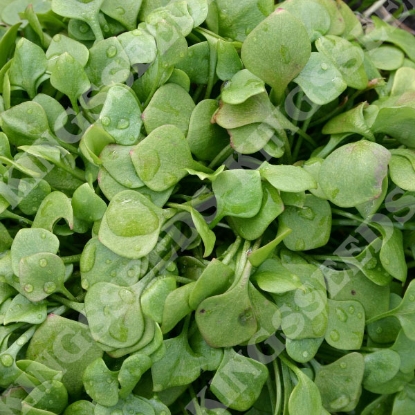 Picture of Claytonia