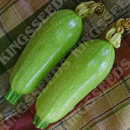 Picture of Courgette Clarion F1 (Lebanese Type)