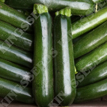 Picture of Courgette Midnight F1