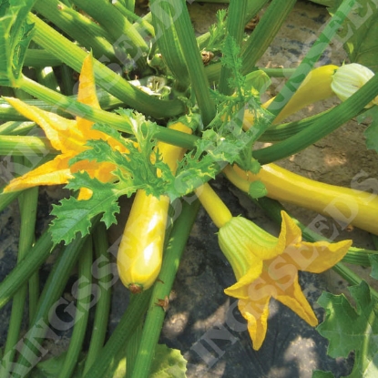 Picture of Courgette Orelia F1