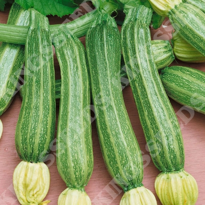 Picture of Courgette Romanesco