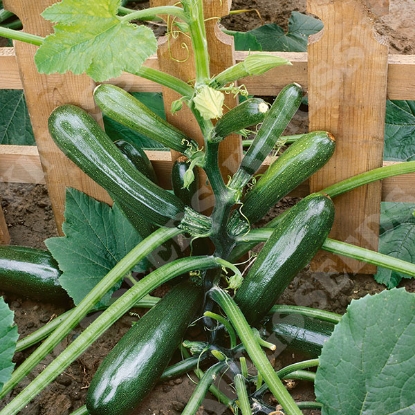 Picture of Courgette Black Forest F1