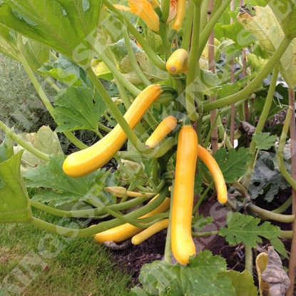 Picture of Courgette Shooting Star F1