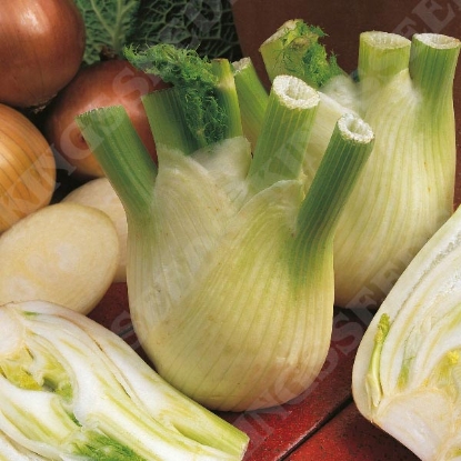 Picture of Fennel Sweet Florence (Feoniculum vulgare Mill)