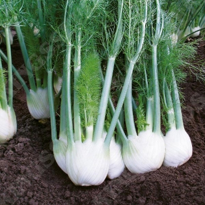 Picture of Fennel Rondo F1