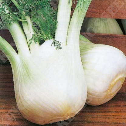 Picture of Fennel Romanesco