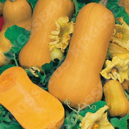 Picture of Winter Squash Waltham Butternut