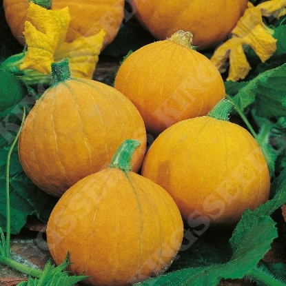 Picture of Winter Squash Gold Nugget