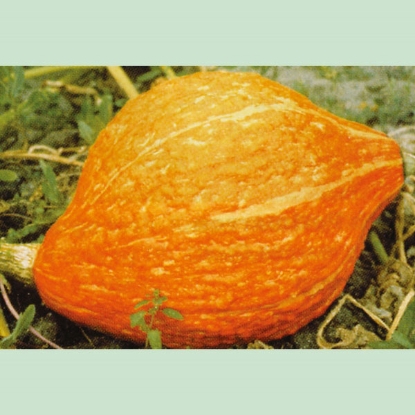 Picture of Winter Squash Golden Hubbard