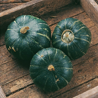 Picture of Winter Squash Buttercup