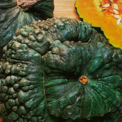 Picture of Winter Squash Marina di Chioggia (Kabocha Squash)