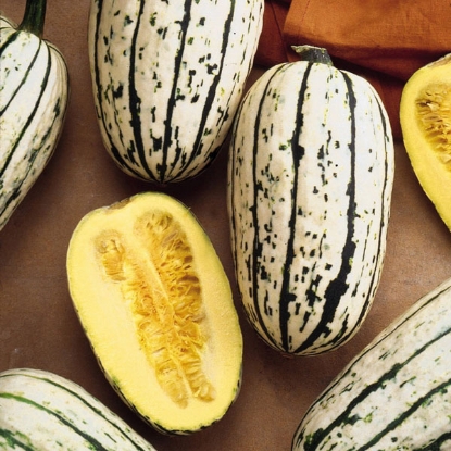 Picture of Winter Squash Cornells Bush Delicata