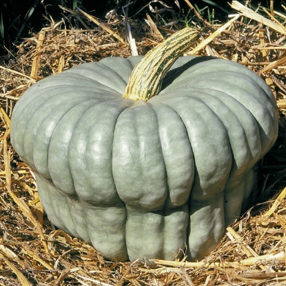 Picture of Squash Queensland Blue