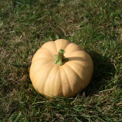 Picture of Squash Butternut Autumn Crown F1