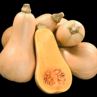 Picture of Winter Squash Butternut Hunter F1 (RHS Award of Garden Merit)