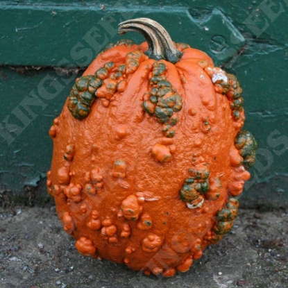 Picture of Pumpkin Goosebumps