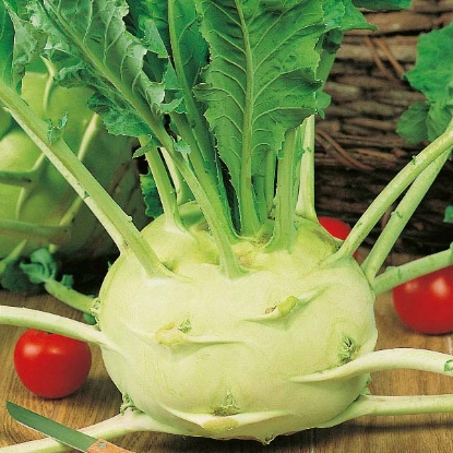 Picture of Kohl Rabi Superschmelz