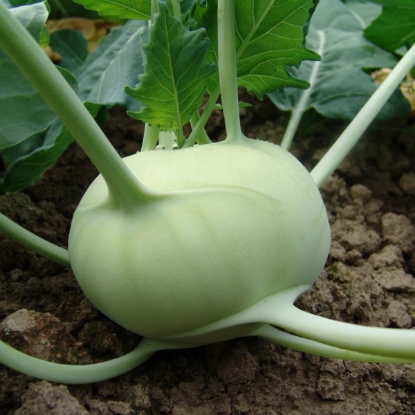 Picture of Kohl Rabi Korfu F1