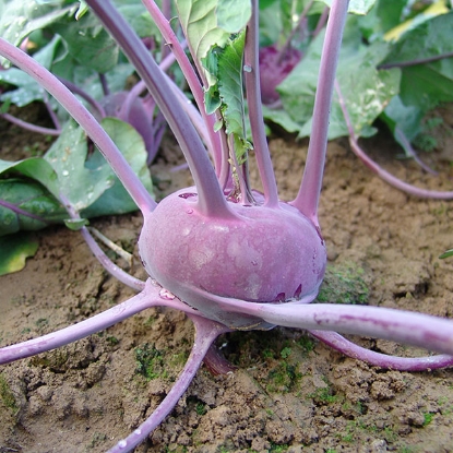 Picture of Kohl Rabi Ballot F1 Seeds