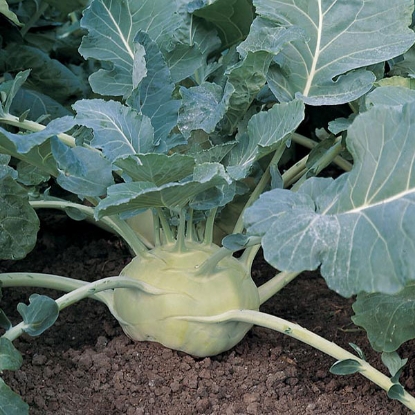 Picture of Kohl Rabi Kossak F1