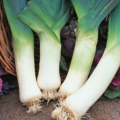 Picture of Leek Giant Winter