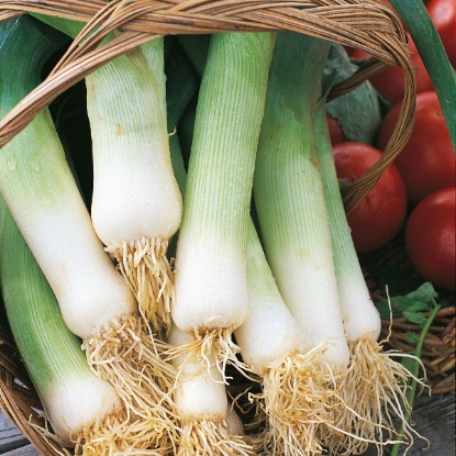 Picture of Leek Musselburgh - Grower Pack