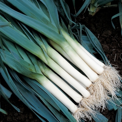 Picture of Leek Tadorna