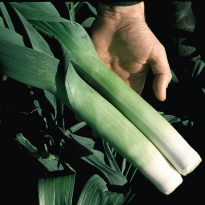 Picture of Leek Oarsman F1 Seeds