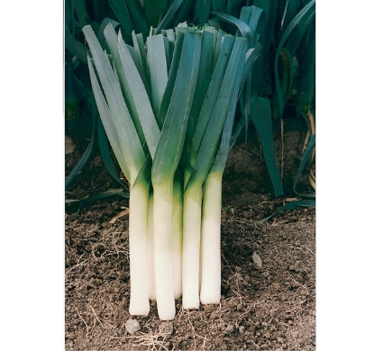 Picture of Leek Porbella