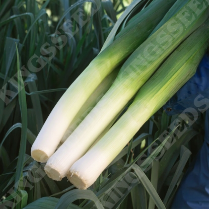 Picture of Leek Autora F1