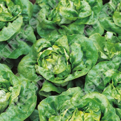 Picture of Lettuce Buttercrunch