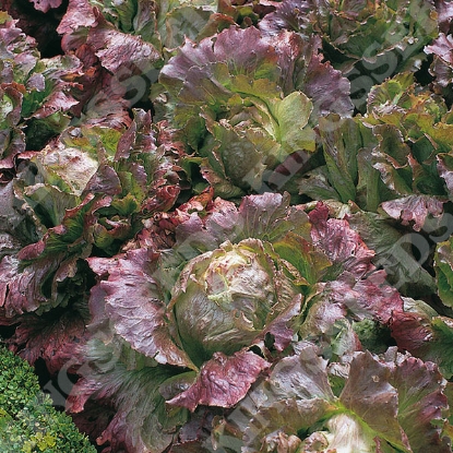 Picture of Lettuce Marvel of Four Seasons