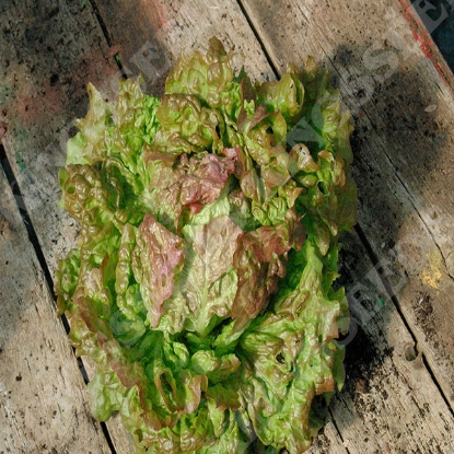 Picture of Lettuce Iceberg 4