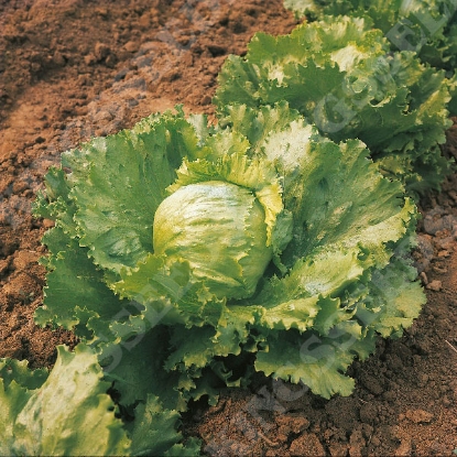 Picture of Lettuce Saladin Seeds